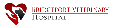 Bridgeport Vet Hospital
