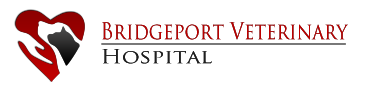 Bridgeport Vet Hospital: CT Animal Health Services, Pet Hospital in Connecticut, Veterinary Hospital in Bridgeport, Connecticut. Fairfield County Vet Hospital,  Fairfield County Veterinary.  Fairfield County Vet,  Fairfield County Vet Hospital